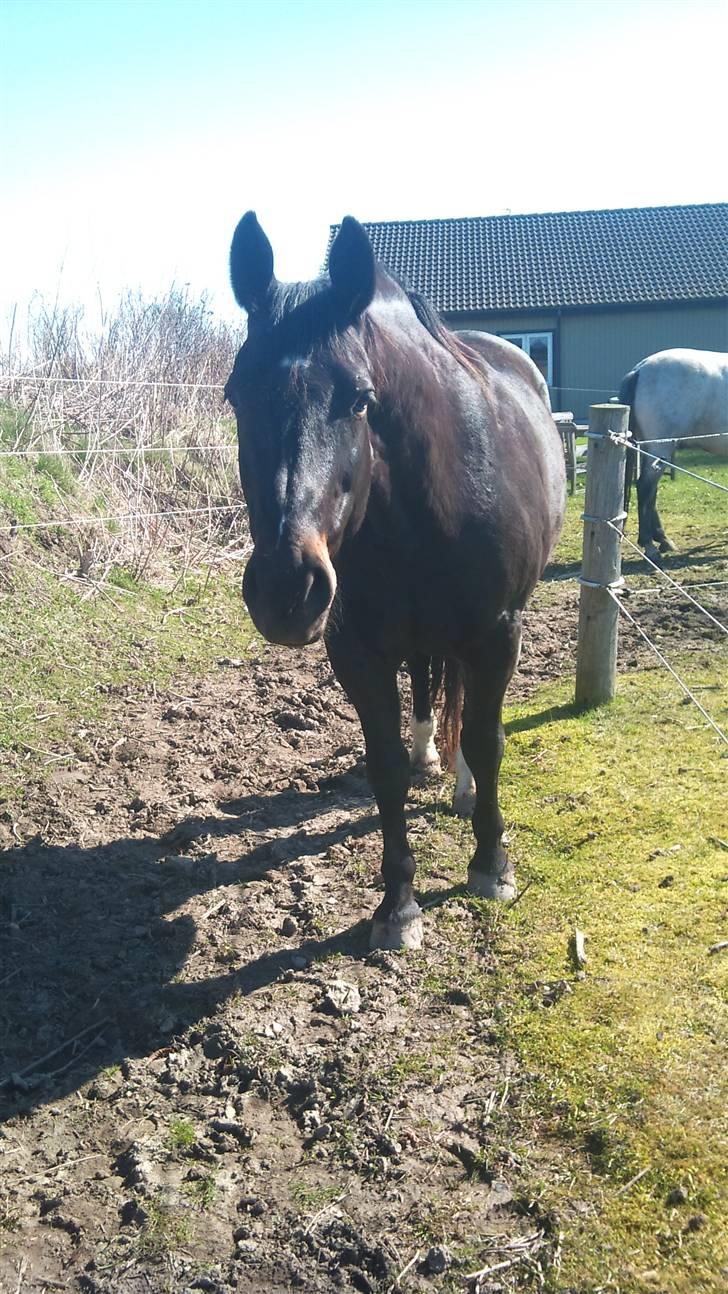 Oldenborg Møllevangs Rex (Rexe) billede 11