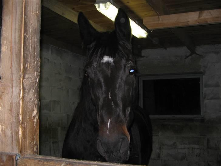 Oldenborg Møllevangs Rex (Rexe) billede 12