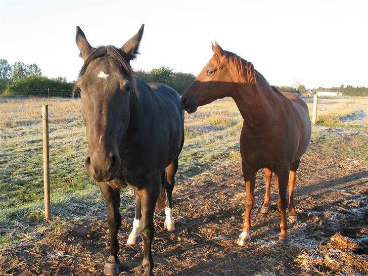 Oldenborg Møllevangs Rex (Rexe) billede 6