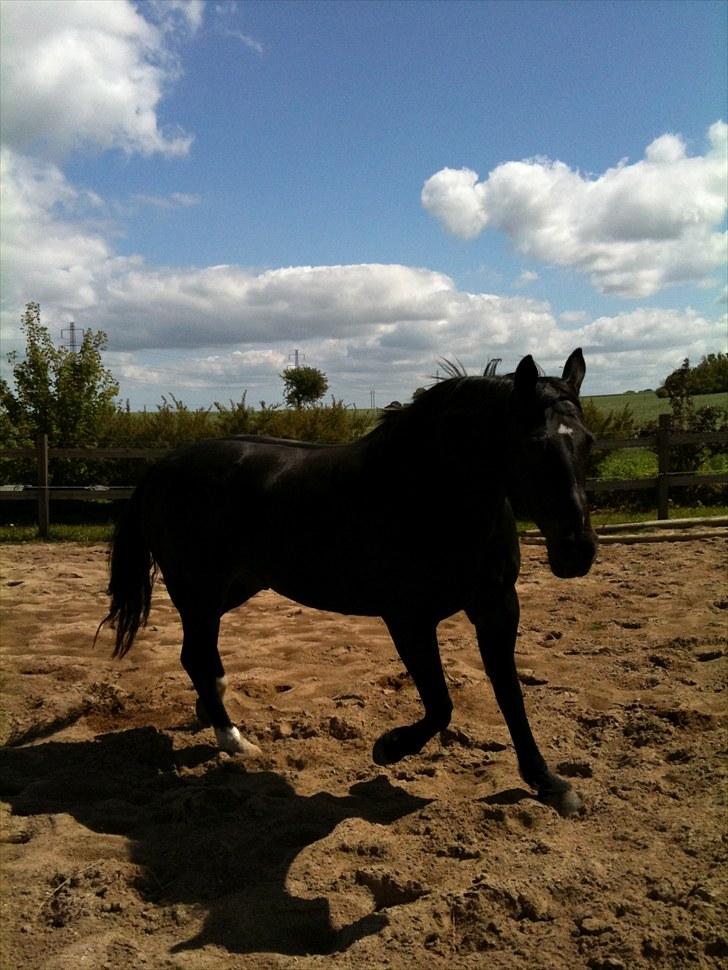 Oldenborg Møllevangs Rex (Rexe) billede 13