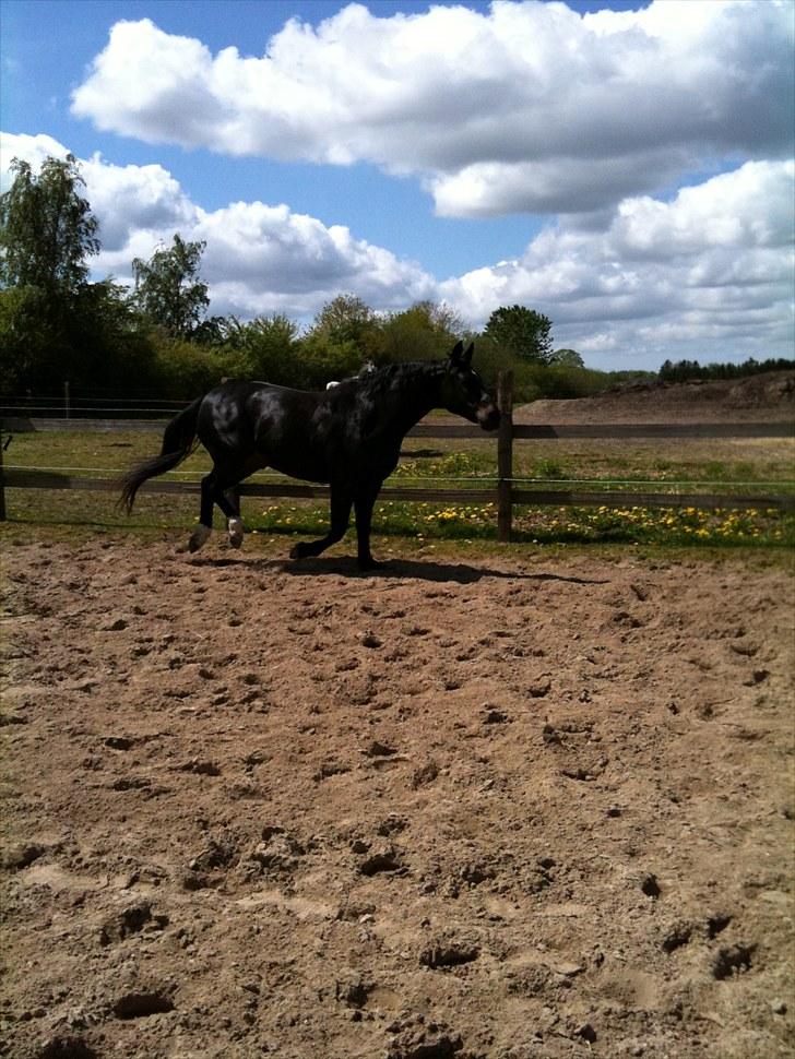 Oldenborg Møllevangs Rex (Rexe) billede 14