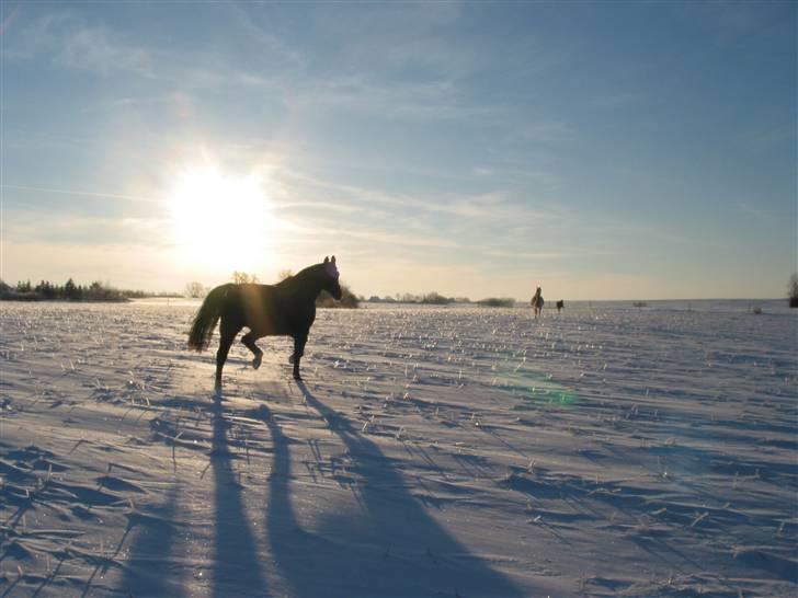 Oldenborg Møllevangs Rex (Rexe) - her traver han i den dejlige sne :) billede 1