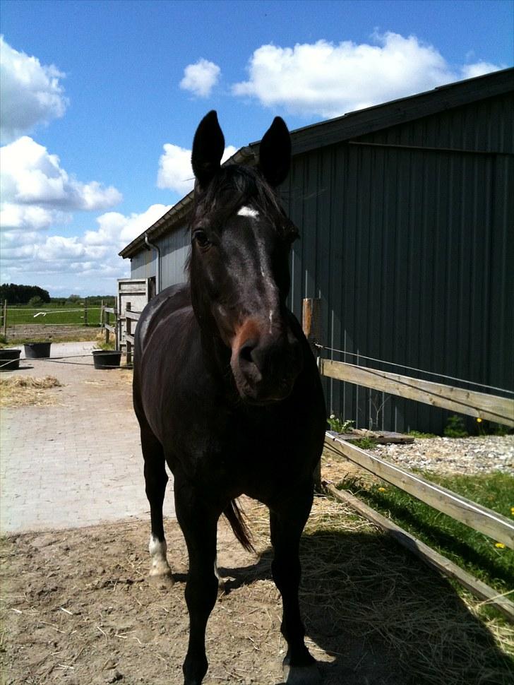 Oldenborg Møllevangs Rex (Rexe) billede 9