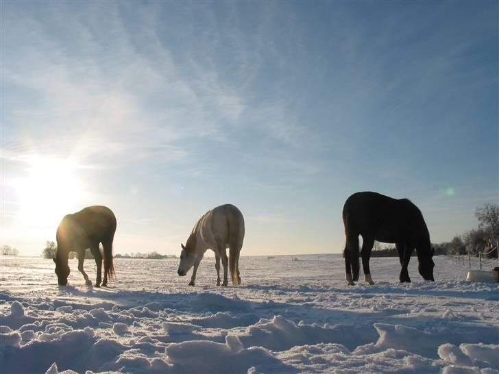 Oldenborg Møllevangs Rex (Rexe) billede 5