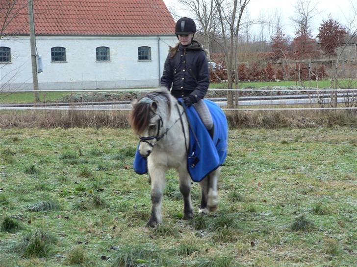 Anden særlig race ~Dirty snowball~ gl. part - ELSKER DIIQH <3 duh er den sødeste pony i hele verden (taget af Andrea) billede 2