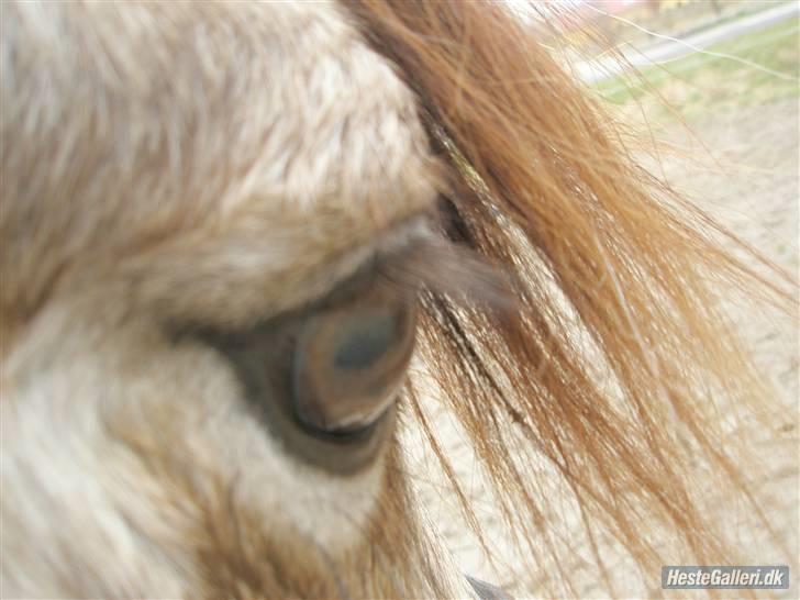 Anden særlig race ~Dirty snowball~ gl. part - Duh har de smukkeste øjne  (taget af Sofia) billede 4