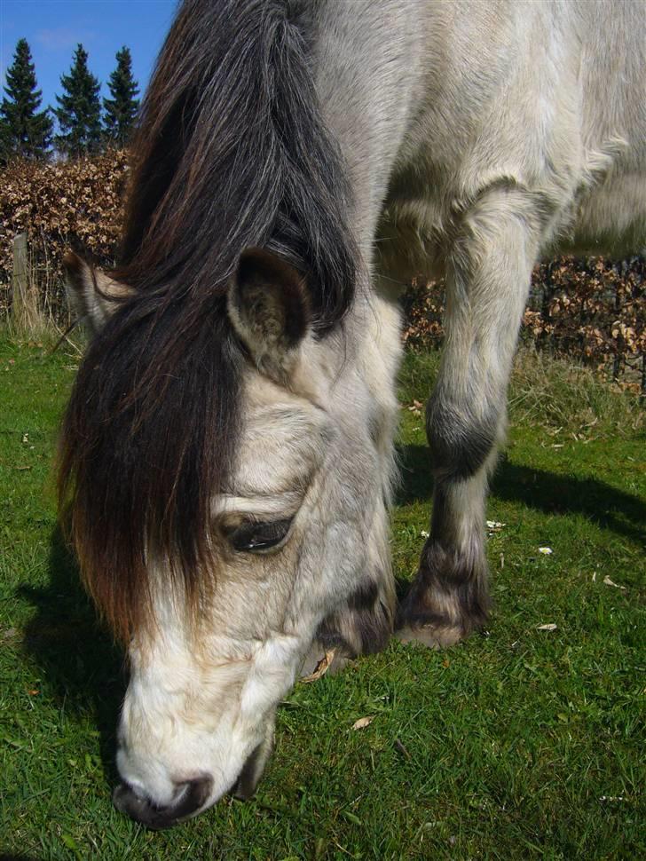 Anden særlig race ~Dirty snowball~ gl. part - miiqh og ham = 4-ever <3  (taget af mig) billede 5