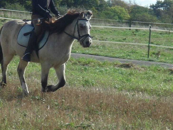 Anden særlig race ~Dirty snowball~ gl. part - jeg elsker diiqh snebold <3  (det her er et herre gammelt billede hvor jeg næsten lige havede fået part på ham)    (taget af sofia) billede 7