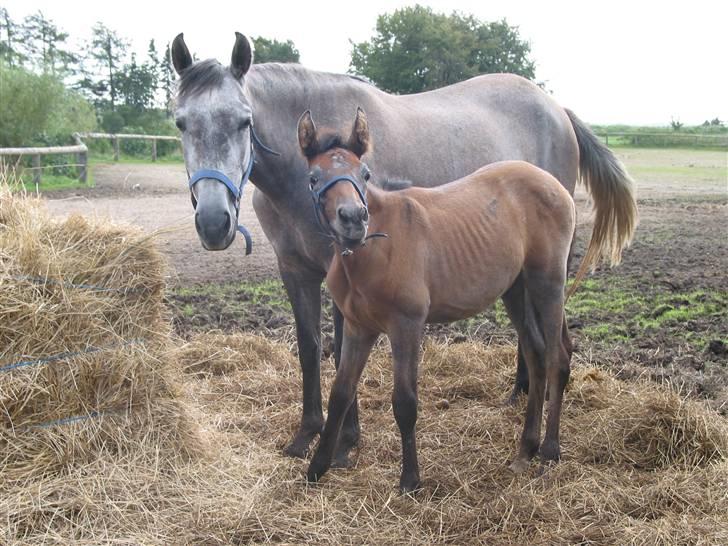 Pura Raza Española TU Ortigo (Manse) - Ortiga og Ortigo billede 7