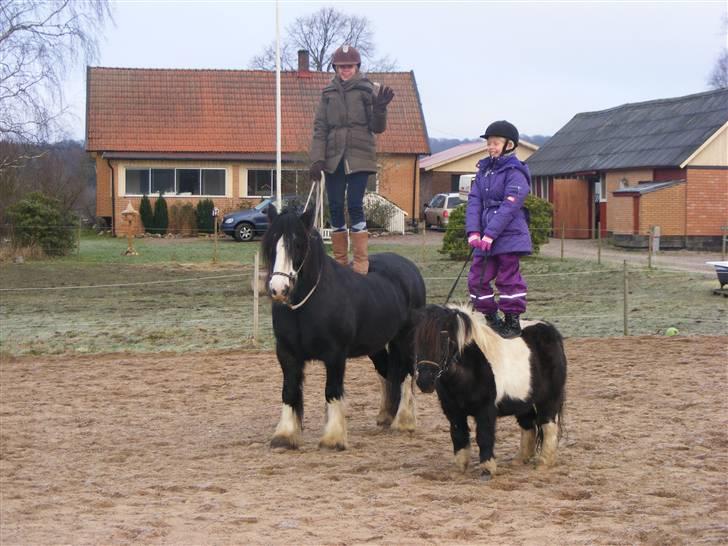 Shetlænder Baltazar. R.I.P. :'( - "Lad os Altid arbejde så det er sjovt, for os og hesten - For ellers har det hele jo ingen værdi - vel?" :) billede 7