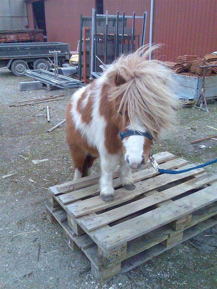 Miniature Superman Fra Supersesse - uhh, se mig, se mig ! jeg er nemmerlig en dejlig hingst.( i må kun kopireree billederne hvis i får lov af mig) billede 14