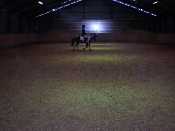 Anden særlig race Samson - Mig Og Samson Til Rideskole stævne. for et år siden. XD billede 15