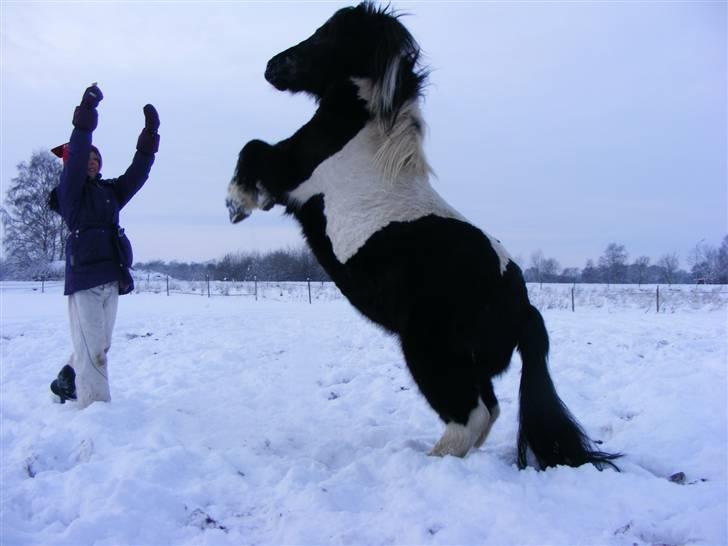 Shetlænder Baltazar. R.I.P. :'( - Best friends <3 Olivia og Baltazar, de er et godt par! billede 13