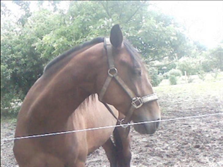 Traver Little Dreams (Dreamy)  - Velkommen til Dreamys profil´ <3 billede 1