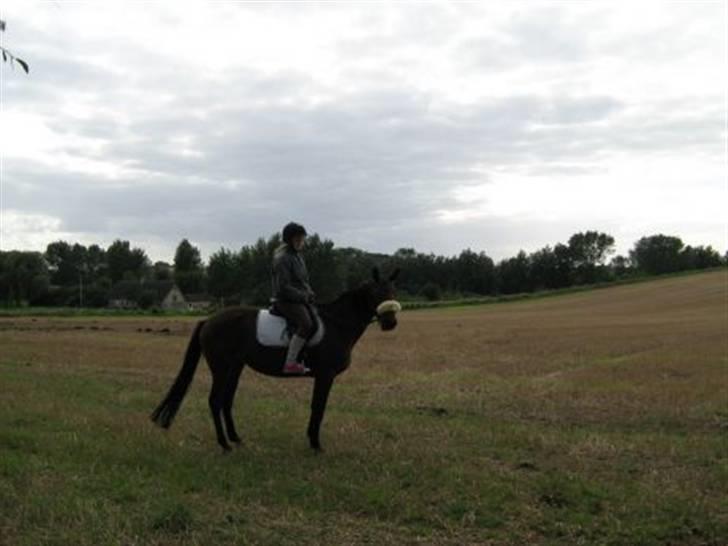 Traver Little Dreams (Dreamy)  billede 2