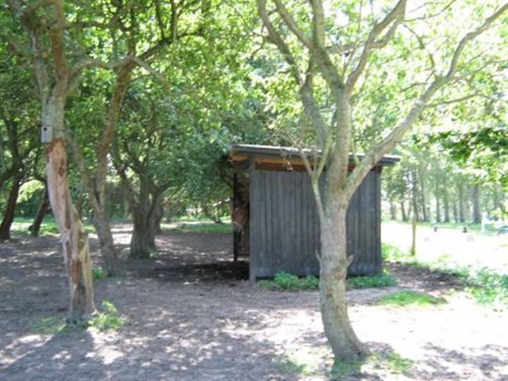 Traver Little Dreams (Dreamy)  billede 6