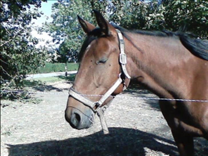 Traver Little Dreams (Dreamy)  billede 7