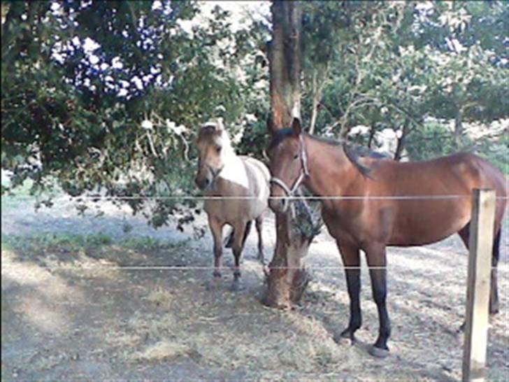 Traver Little Dreams (Dreamy)  billede 8