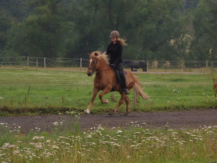 Islænder Stigandi frá Gardakoli - NYT!!! sagde hun galop???    (foto: Signe) billede 15