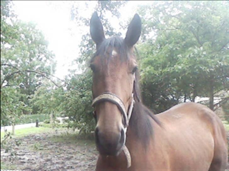 Traver Little Dreams (Dreamy)  billede 9