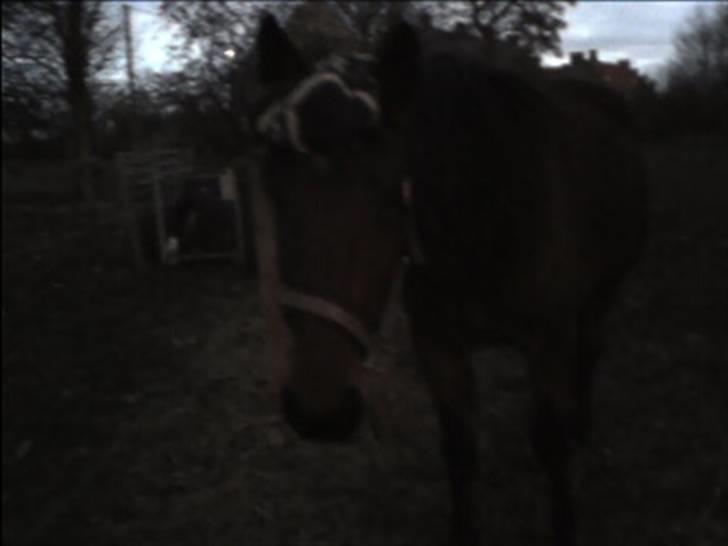 Traver Little Dreams (Dreamy)  - Meget mørkt, ved ikk´ om man kan se det?  billede 10