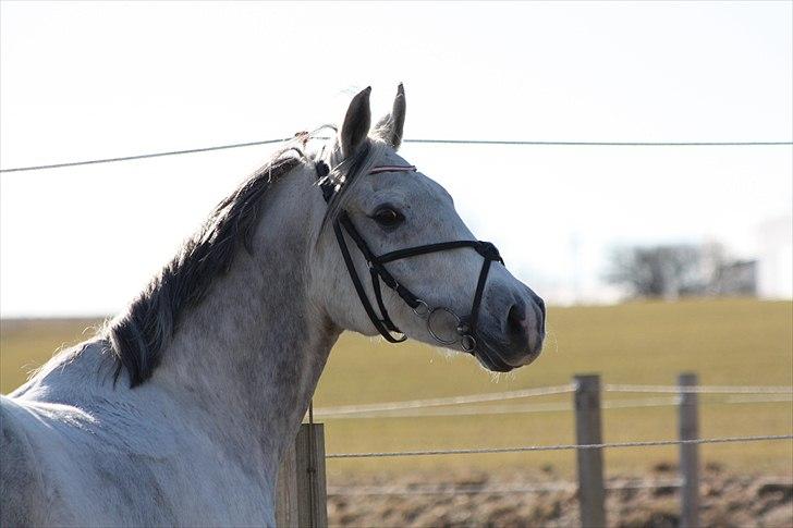 Anden særlig race | <3 Golden <3  - 12# Fordi jeg elsker dig mere end der kan beskrives med ord <3 billede 12