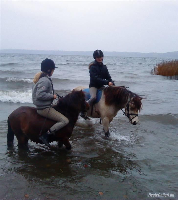 Anden særlig race ~Dirty snowball~ gl. part - Første gang snebold er i furesøen, blev totalt stoldt fordi han plejer at gøre alt for ikke at komme i <3 (taget af Rytte) billede 9