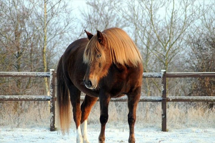 Anden særlig race MJ Mille SOLGT! - Fotograf : Betina Nielsen, StarPhoto.dk d 19/12-2010 billede 1