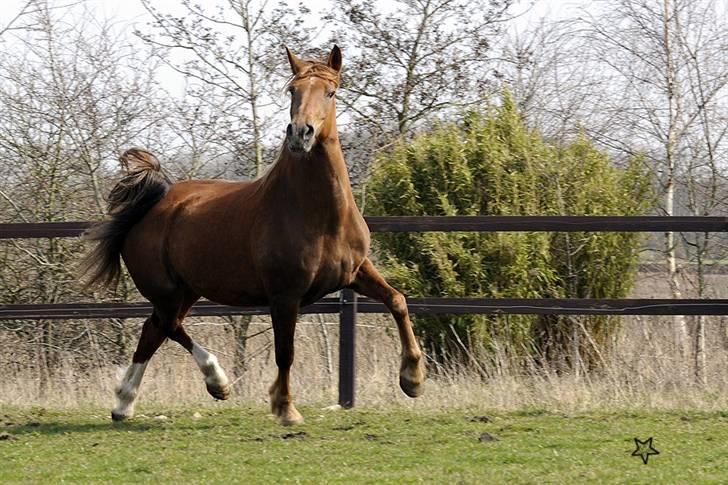 Anden særlig race MJ Mille SOLGT! - Fotograf :  Betina Nielsen, StarPhoto.dk d 07.04.2010 billede 4