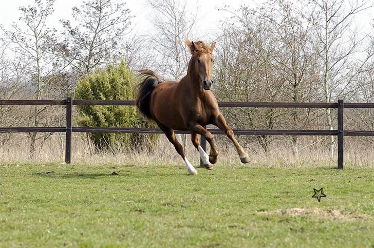 Anden særlig race MJ Mille SOLGT! - Fotograf : Betina Nielsen, StarPhoto.dk d 07.04.2010 billede 5