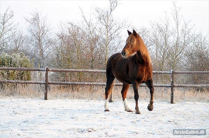 Anden særlig race MJ Mille SOLGT! - Fotograf : Betina Nielsen, StarPhoto.dk d 19/12-2010 billede 6