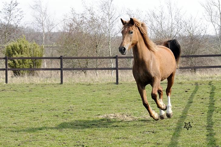 Anden særlig race MJ Mille SOLGT! - Fotograf : StarPhoto.dk d 07.04.2010 billede 8