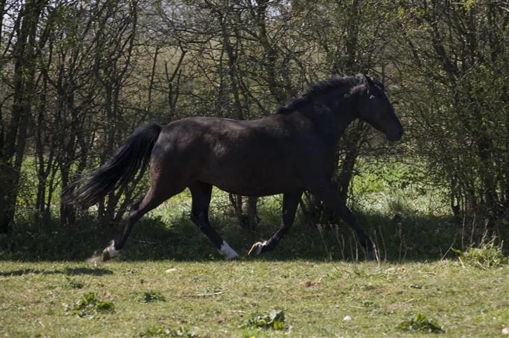Welsh Pony af Cob-type (sec C) Zemtao-Hougård Solgt billede 10