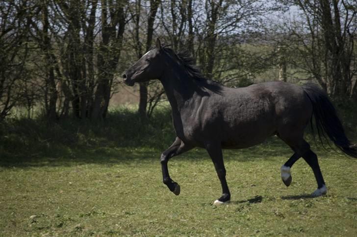 Welsh Pony af Cob-type (sec C) Zemtao-Hougård Solgt billede 11