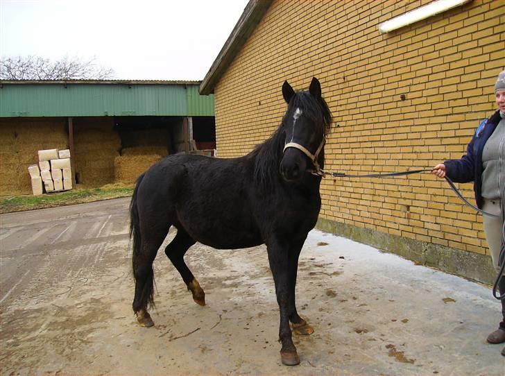 Welsh Pony af Cob-type (sec C) Zemtao-Hougård Solgt billede 12