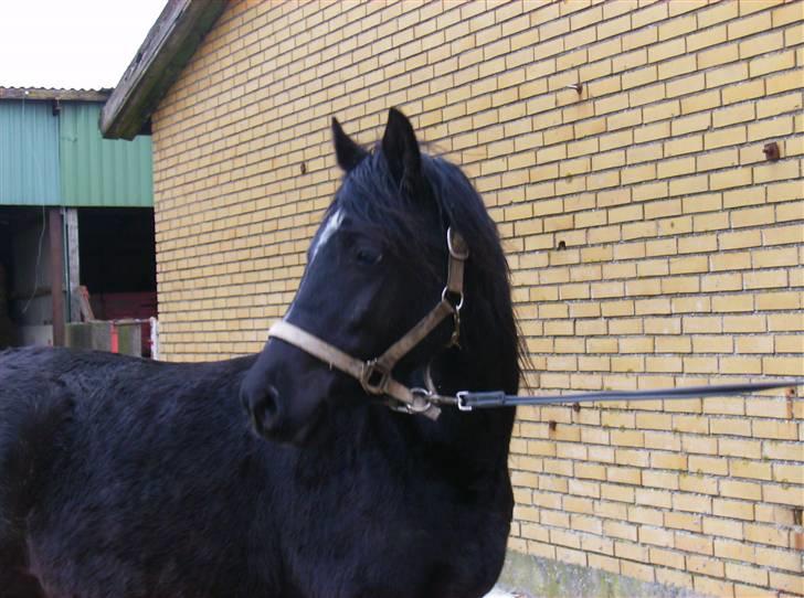 Welsh Pony af Cob-type (sec C) Zemtao-Hougård Solgt billede 13