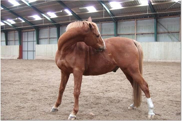 Anden særlig race Umbra Sputnik †Død† billede 1