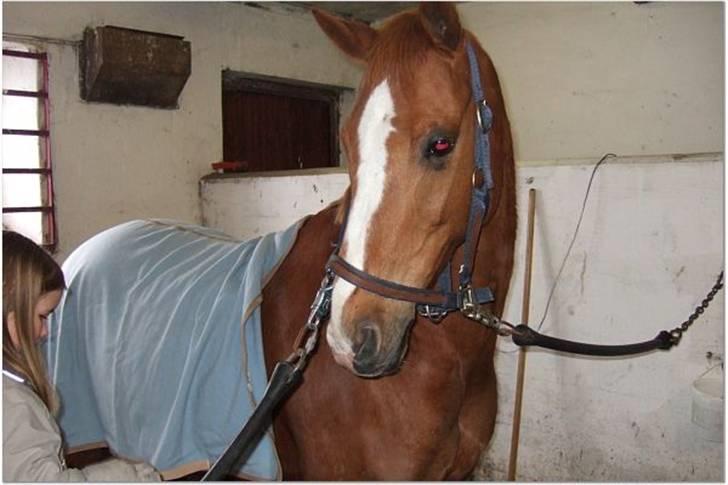 Anden særlig race Umbra Sputnik †Død† billede 3