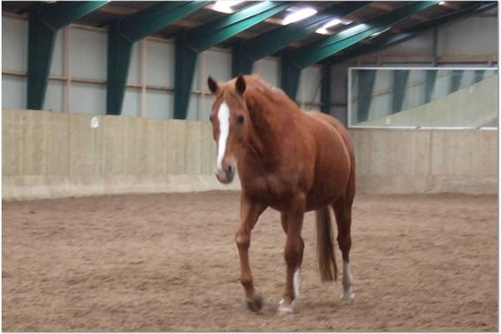 Anden særlig race Umbra Sputnik †Død† - kaller du på mig?..........  ok så kommer jeg billede 4