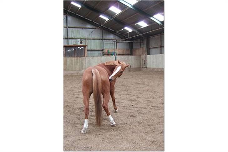 Anden særlig race Umbra Sputnik †Død† billede 5