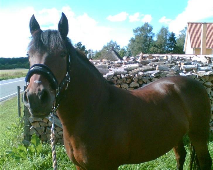 New Forest • Shila • - <3 Velkommen til Shila´s profil <3 billede 1