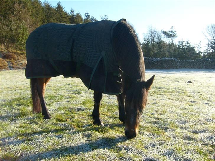 New Forest • Shila • - December 2oo7 en dejlig efterårsdag :O) billede 7