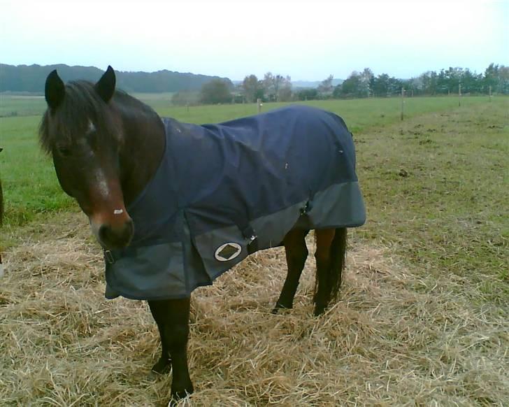 New Forest • Shila • - Kommer "mor" mon snart med noget mad? <3 billede 8