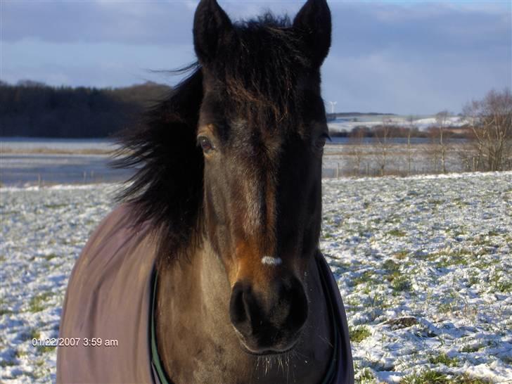 New Forest • Shila • - En vinterdag med lidt sne - hviket hun elsker ;O) billede 9