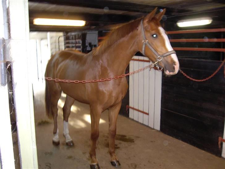 Dansk Varmblod Carisma - Maj 2007 billede 1