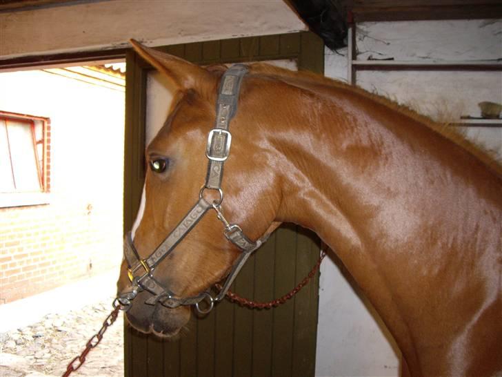 Dansk Varmblod Carisma billede 2