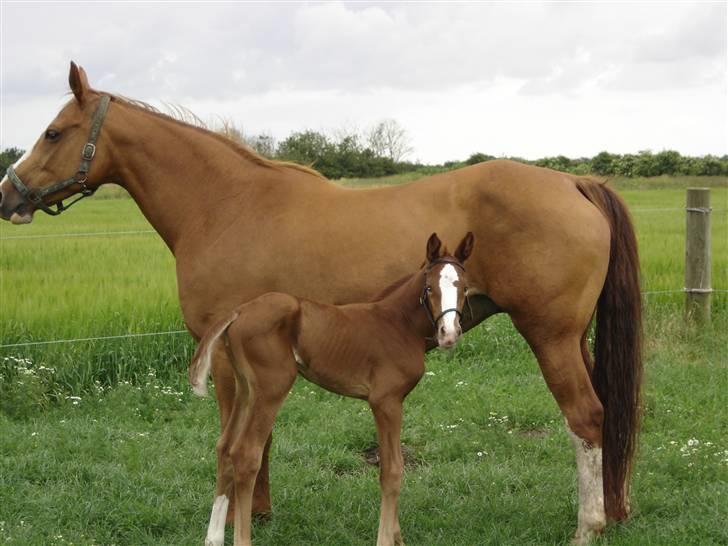 Dansk Varmblod Carisma - Carisma og hendes mor Dolly billede 3