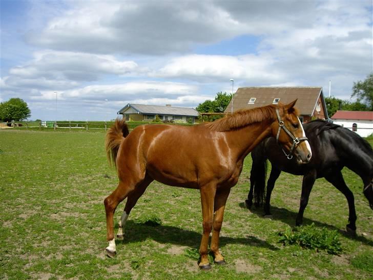 Dansk Varmblod Carisma - hingstegal som 2-årig billede 5