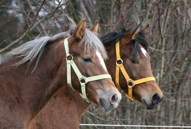 New Forest Skovlundegårds Honney - Honney sammen med sin bedste veninde La Bella billede 10