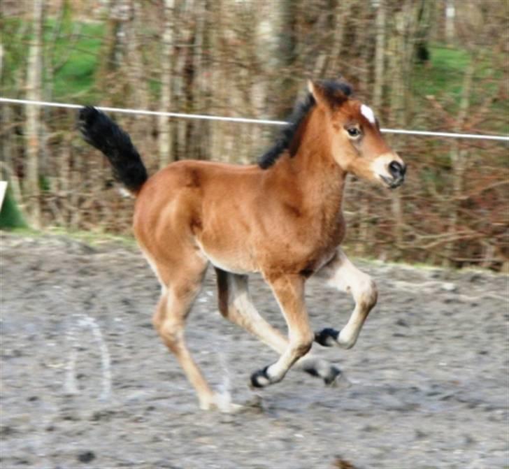 New Forest Skovlundegårds La Bella billede 2